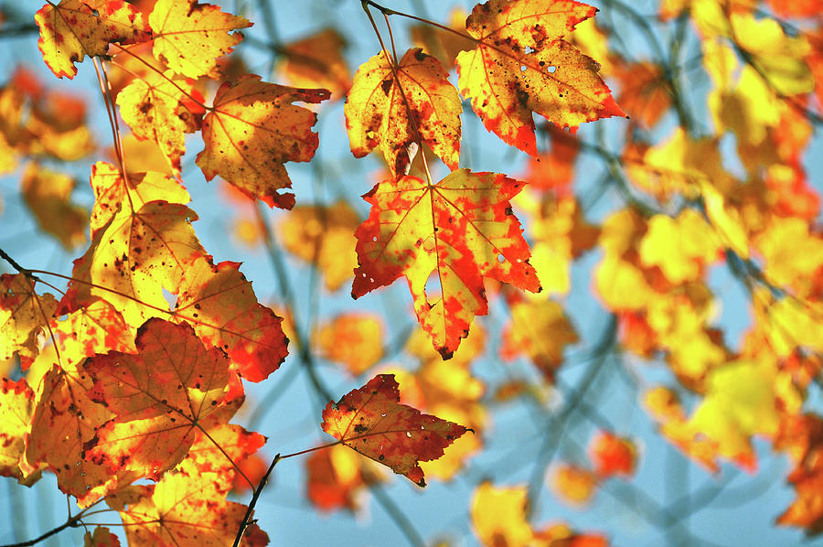 Fall Photograph - Autumn Petals by JAMART Photography