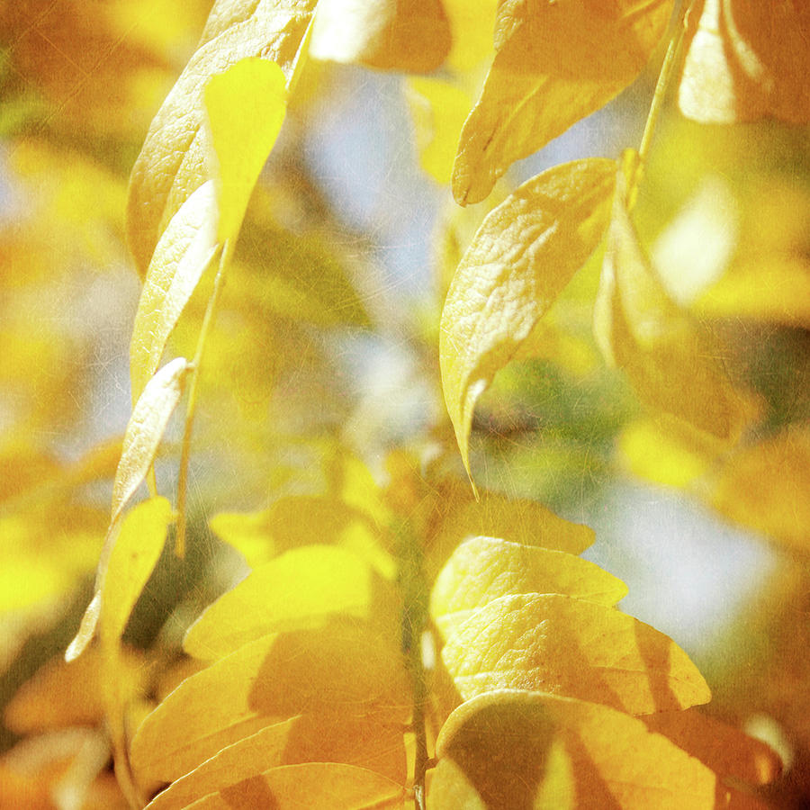 Fall Photograph - Autumn Photography V by Sylvia Coomes