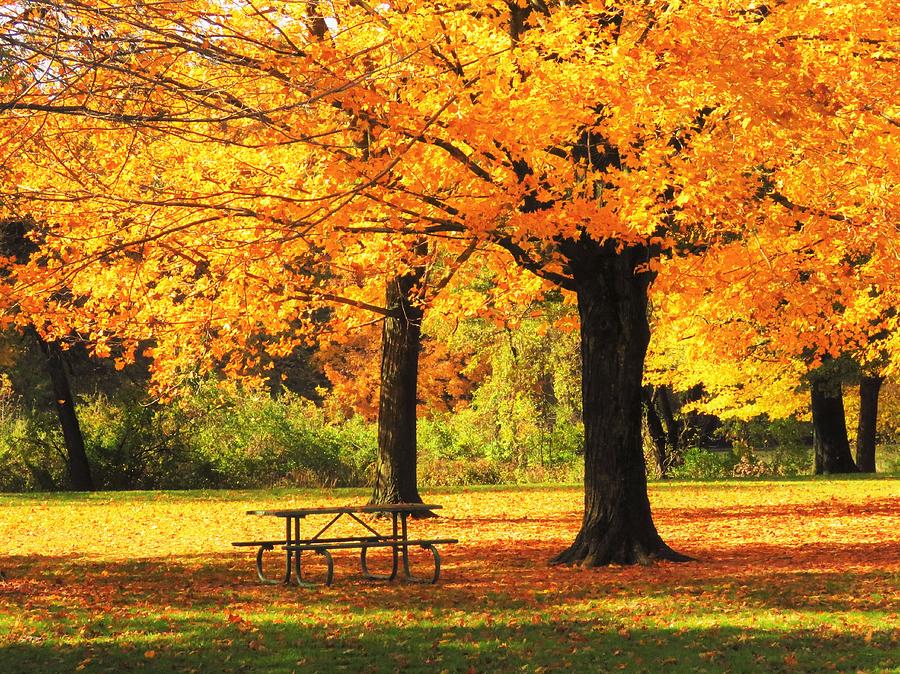 Autumn Picnic at the Park  Photograph by Lori Frisch
