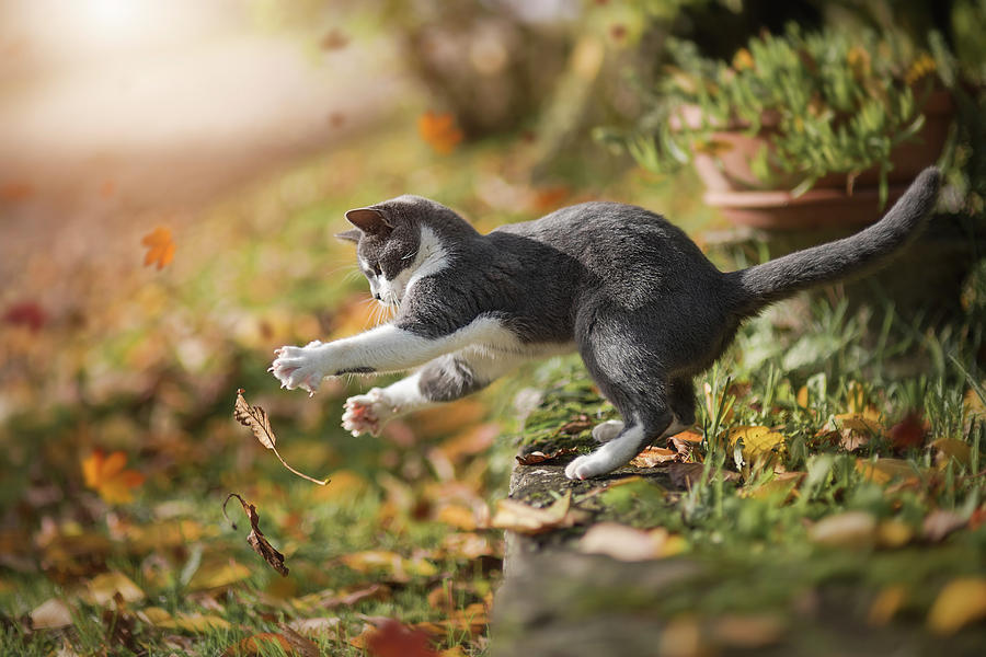 Cat Photograph - Autumn Play by Dejana M�