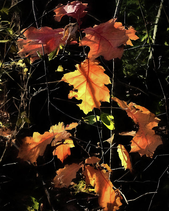 Autumn Poetry Photograph by Jim Hill