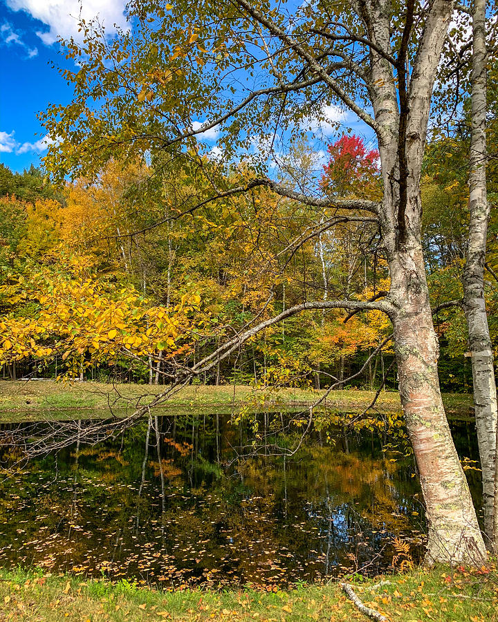 Autumn Pond by Kendall McKernon Autumn Pond by Kendall McKernon