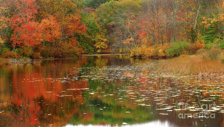 Autumn Pond Reflections  Photograph by Raymond Earley