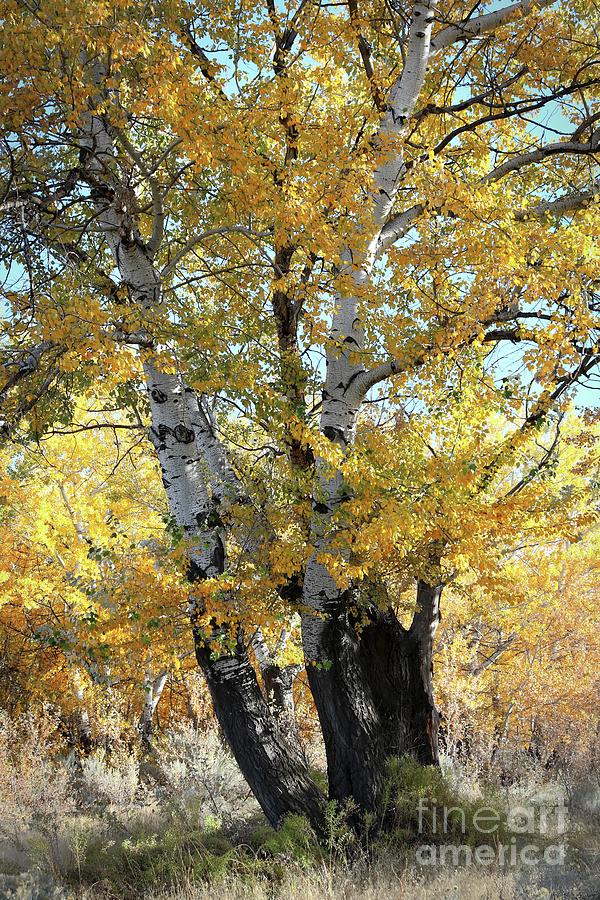 Tree Photograph - Autumn Poplar Tree by Carol Groenen