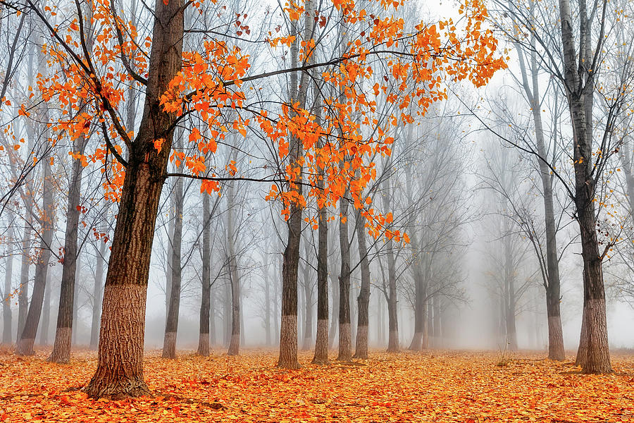 Autumn Poplars Photograph by Evgeni Dinev Photography
