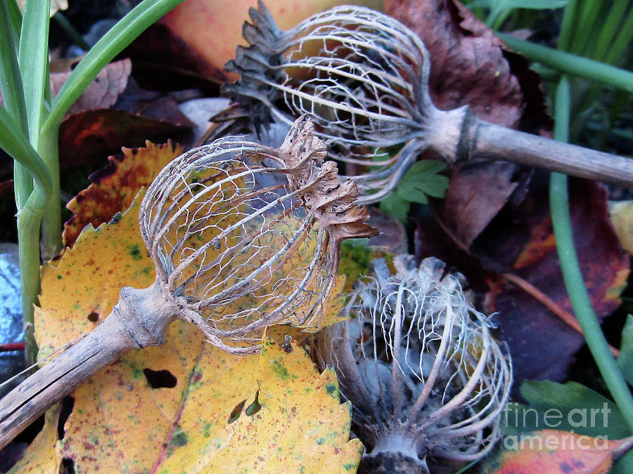 Autumn Poppy Seed Pods Photograph by Kim Tran