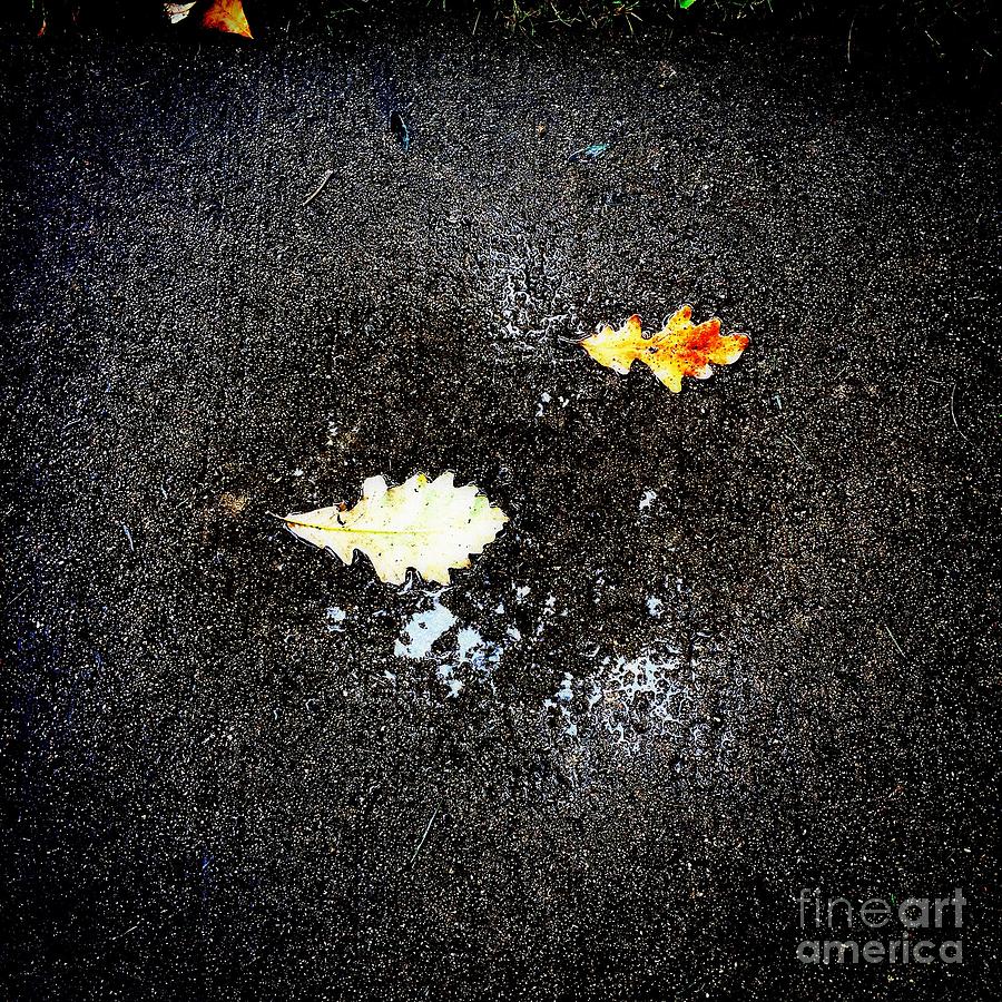 Autumn Puddle Reflection Photograph by Frank J Casella