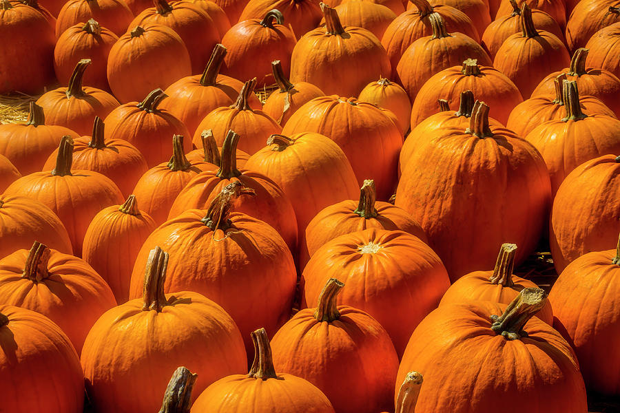 Autumn Pumpkin Field Photograph by Garry Gay