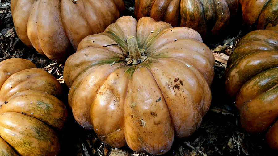 Autumn Pumpkins  Photograph by Ally White