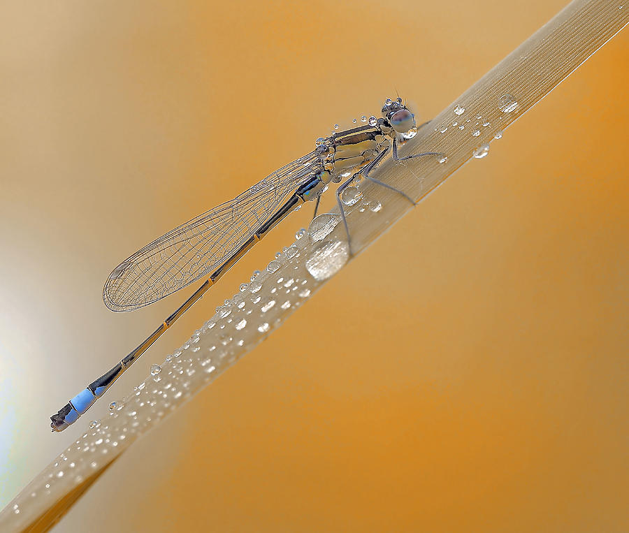 Insects Photograph - Autumn Rain... by Thierry Dufour