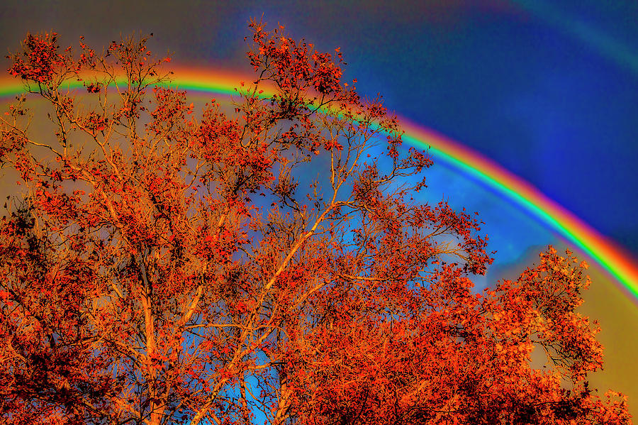 Autumn Rainbow Photograph by Garry Gay
