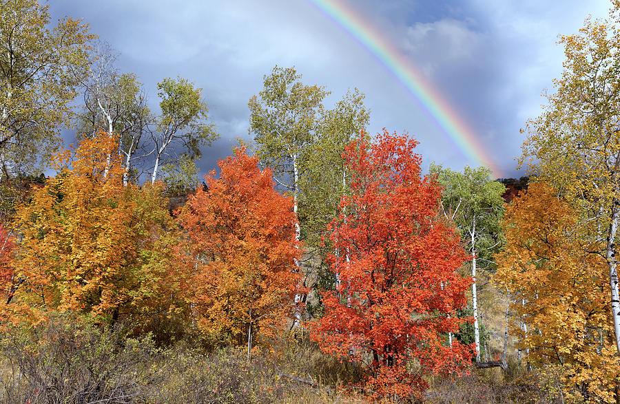 Autumn Rainbow Photograph by Kathleen Bishop