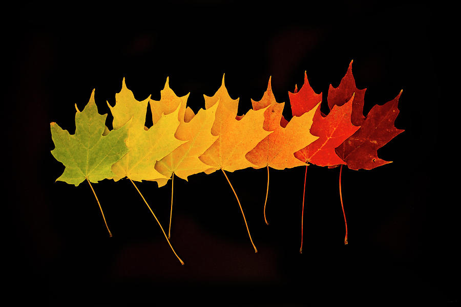 Image Gallery: A Rainbow of Fall Leaves