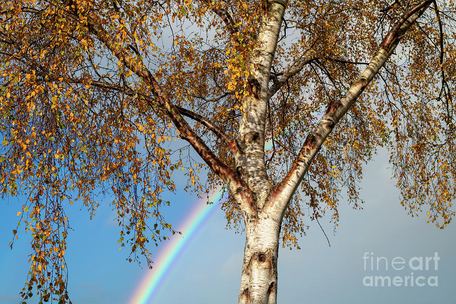 Autumn Rainbow Photograph by Tim Gainey