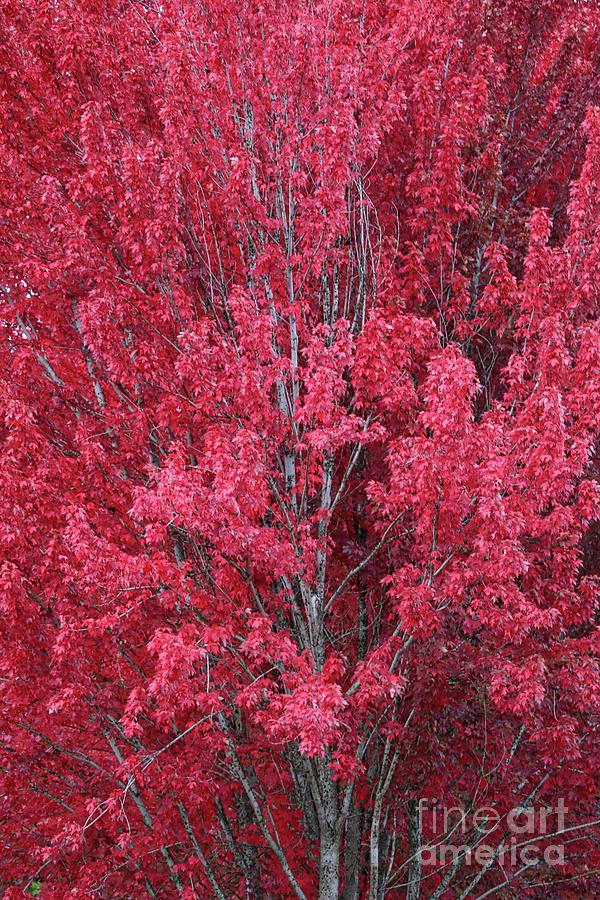 Autumn Red Photograph by Carol Groenen