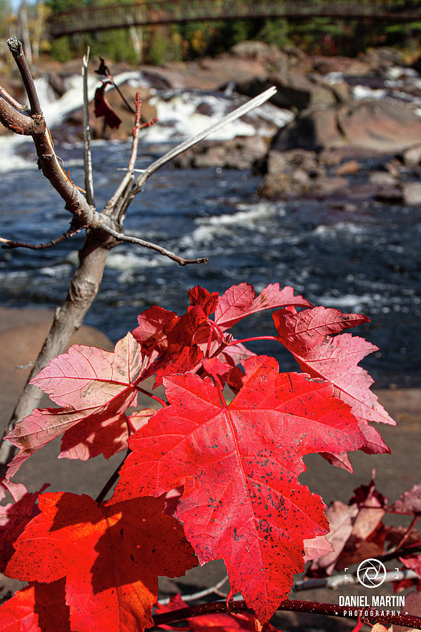 Autumn Red Photograph by Daniel Martin