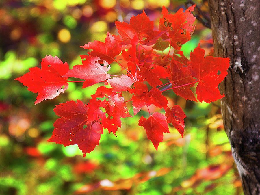 Autumn red leaves Photograph by Tatiana Travelways