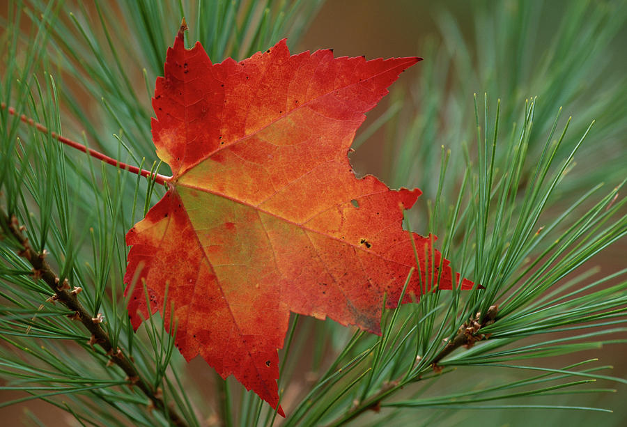 Autumn Red Maple Leaf Acer Rubrum Photograph by Nhpa