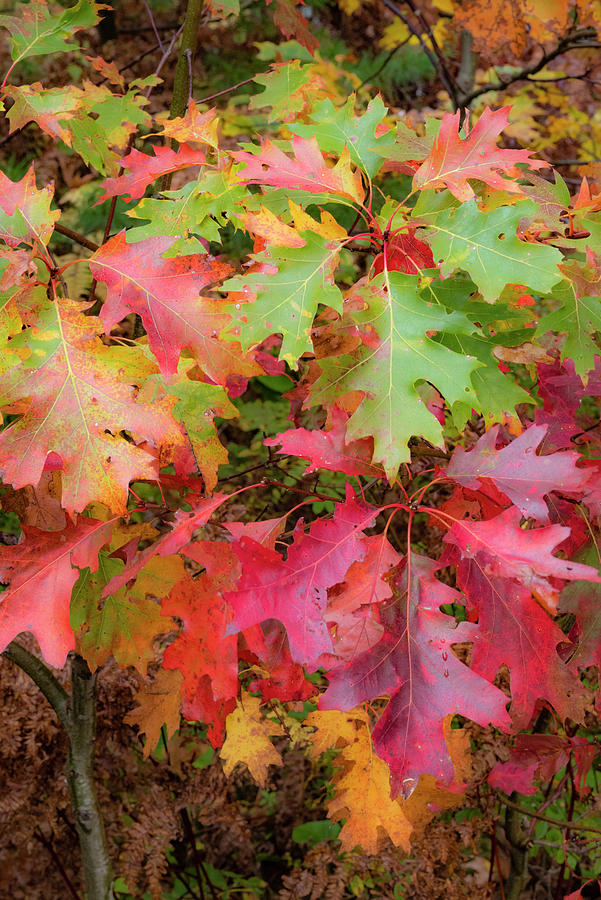 Autumn Red Oak Leave In Acadia Natl Park Photograph by Jeff Foott
