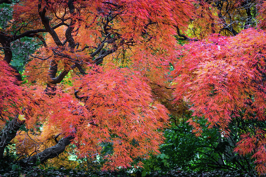 Autumn Reds Photograph by Stewart Helberg