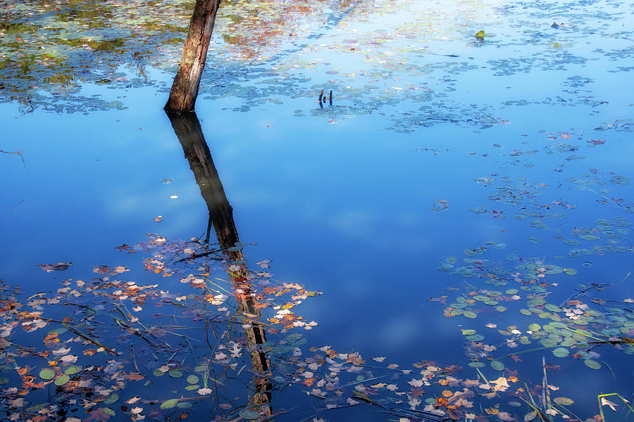 Autumn Reflection Photograph by Karen Smale