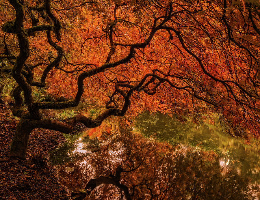 Autumn Reflections Photograph by Judi Kubes
