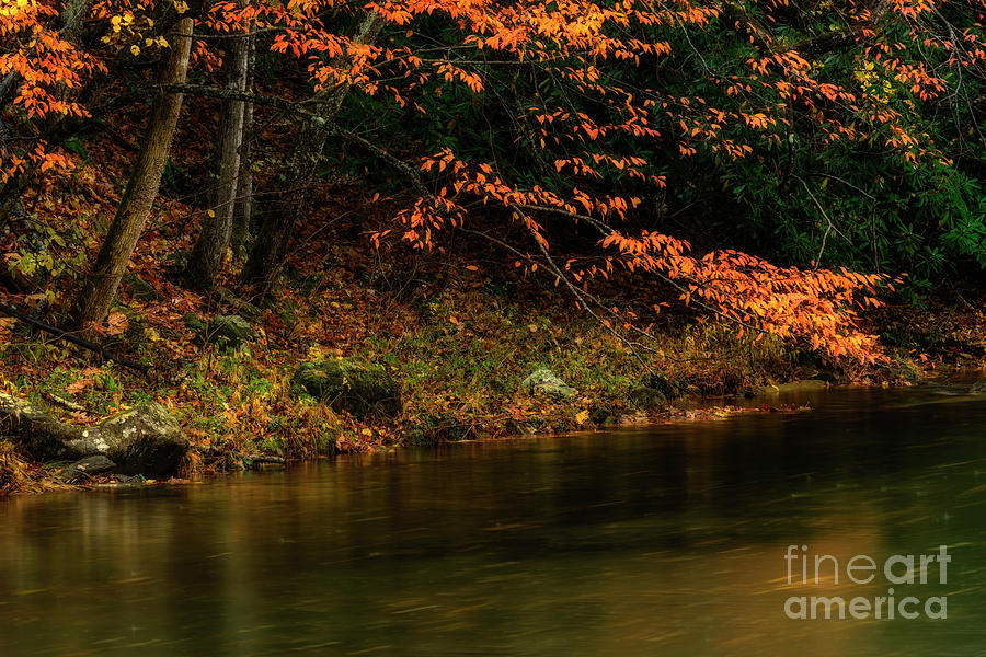 Autumn Remnant Back Fork of Elk River Photograph by Thomas R Fletcher