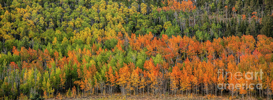 Autumn Ridge Photograph by Jim Garrison