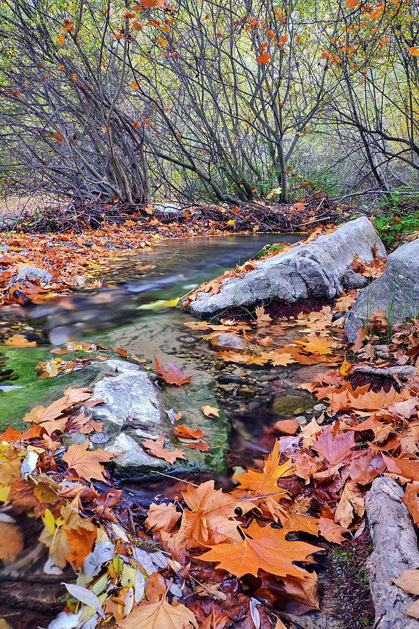 Tree Photograph - Autumn river. Sierra Nevada National Park by Guido Montanes Castillo