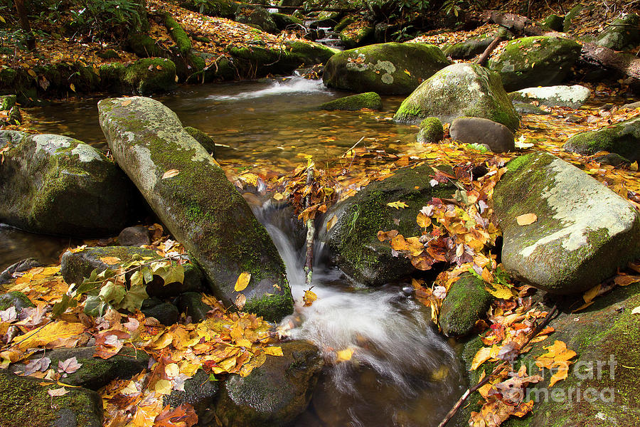 Autumn Rivulet Photograph by Mike Eingle