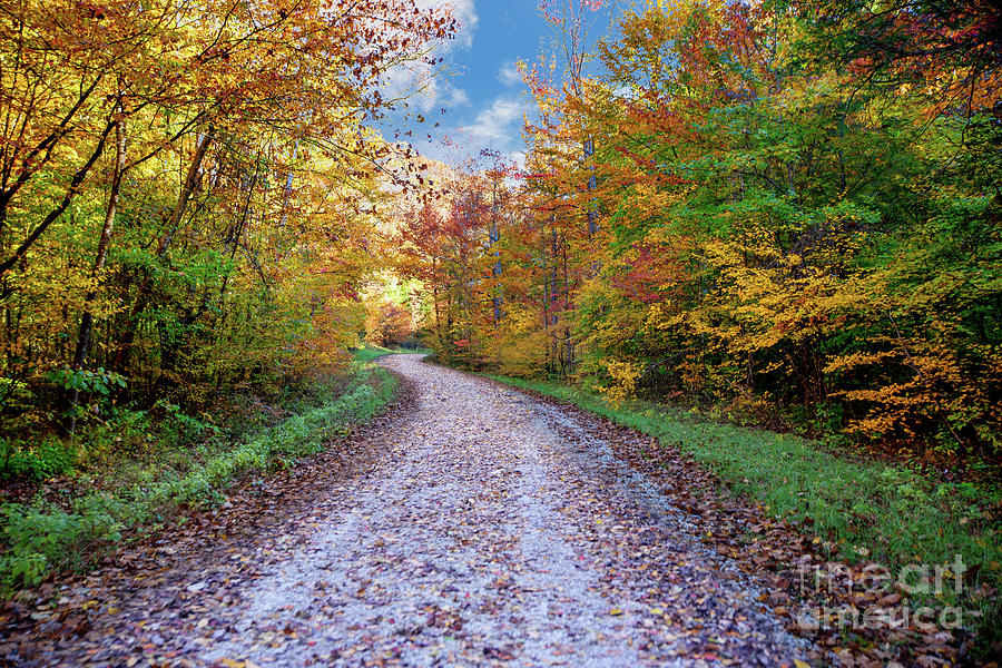 Autumn Road Photograph by Ed Taylor