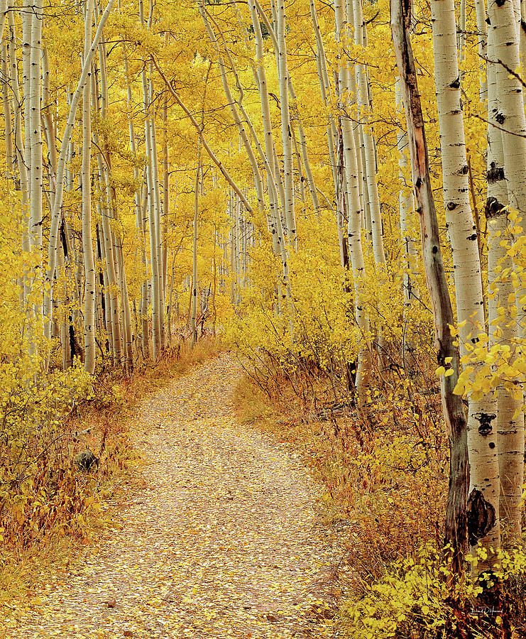 Fall Photograph - Autumn Road by Leland D Howard