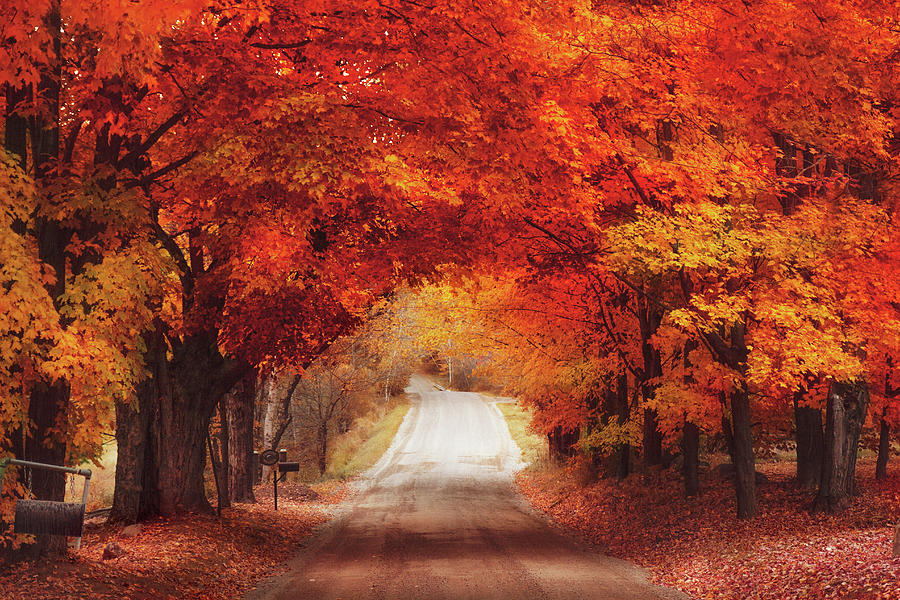 Fall Photograph - Autumn Road  by Magda Bognar