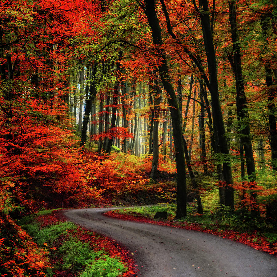 Autumn Road Photograph by Philippe Sainte-Laudy