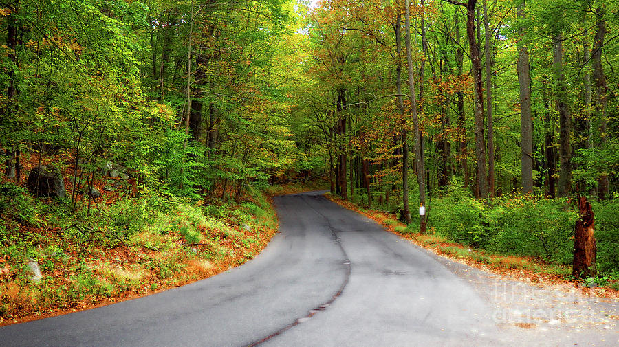 Autumn Road Photograph by Raymond Earley