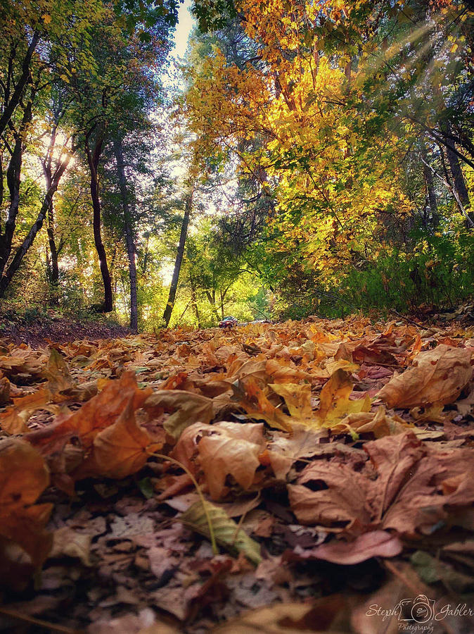 Autumn Road Photograph by Steph Gabler