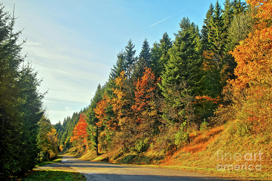 Autumn road with colored tree in France by Gregory DUBUS