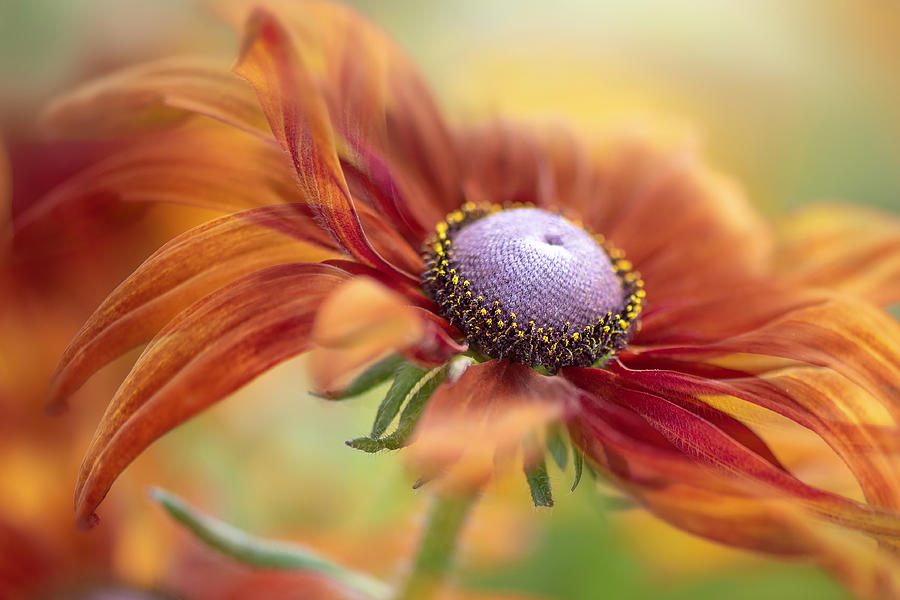 Flower Photograph - Autumn Rudbeckia by Jacky Parker