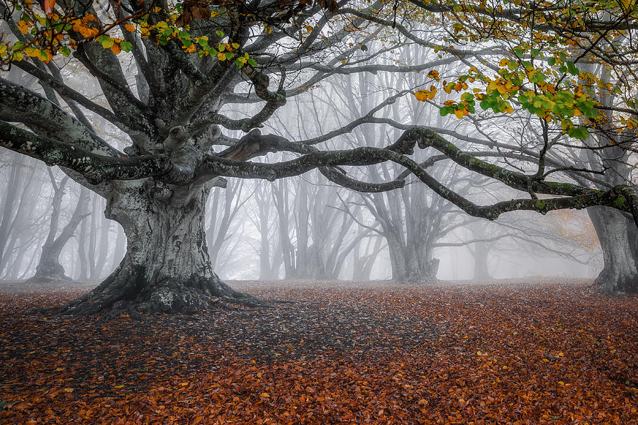 Autumn Scenery Photograph by Sergio Barboni