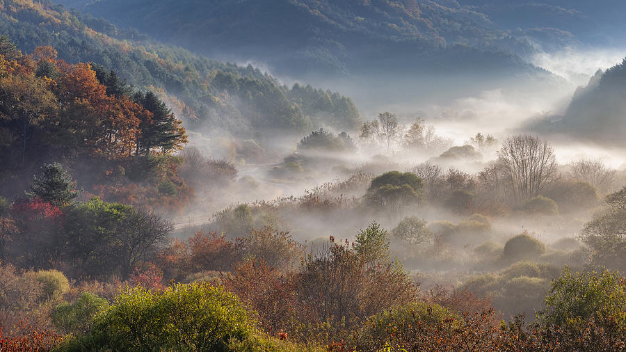 Autumn, Secret Forest Photograph by Jaeyoun Ryu