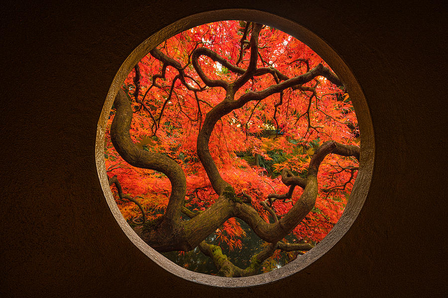 Autumn Sense Photograph by Tony  Xu