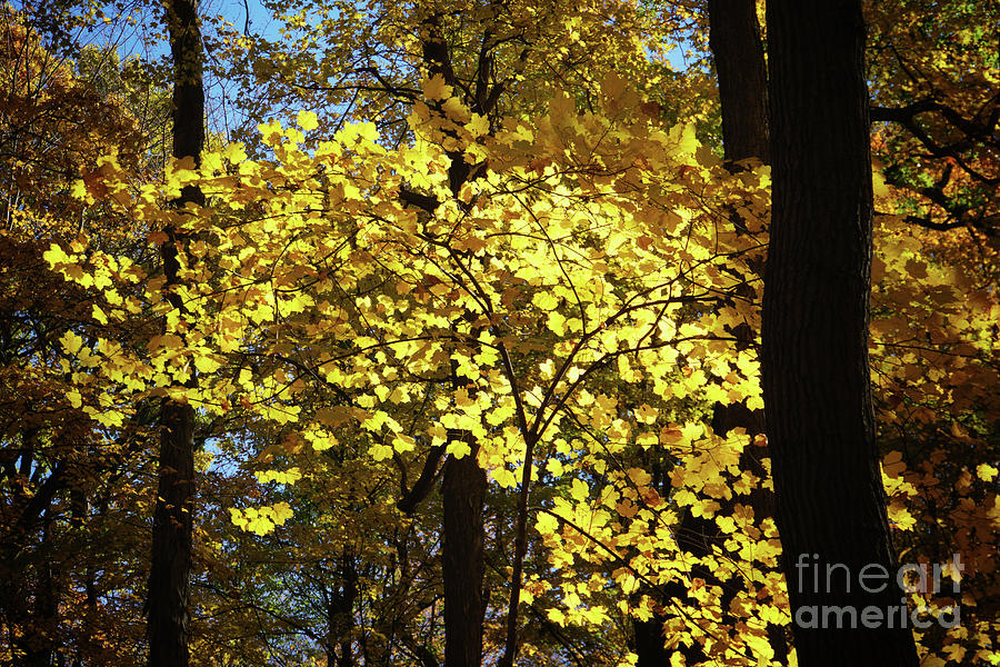 Autumn shades of Yellow Photograph by Rachel Cohen