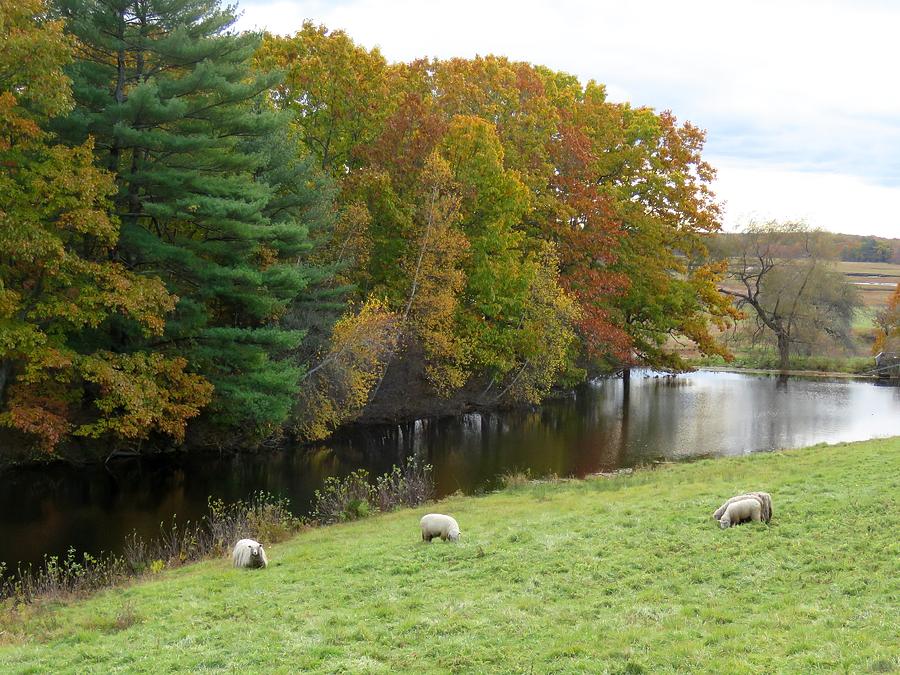 Autumn Sheep Photograph by Keith Stokes