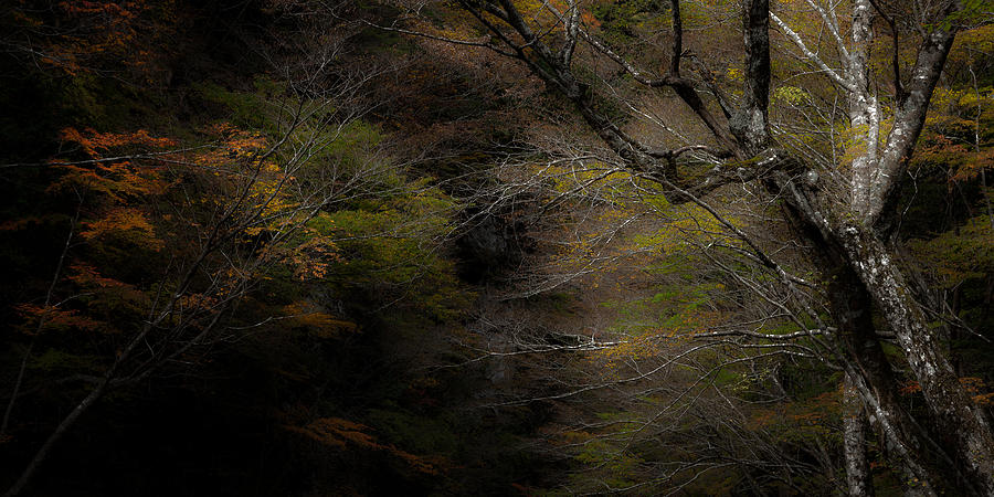 Fall Photograph - Autumn by Shiva Antimatter