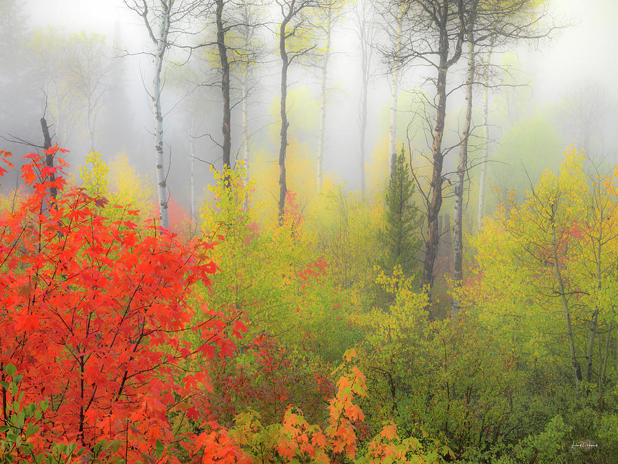 Autumn Silence Photograph by Leland D Howard