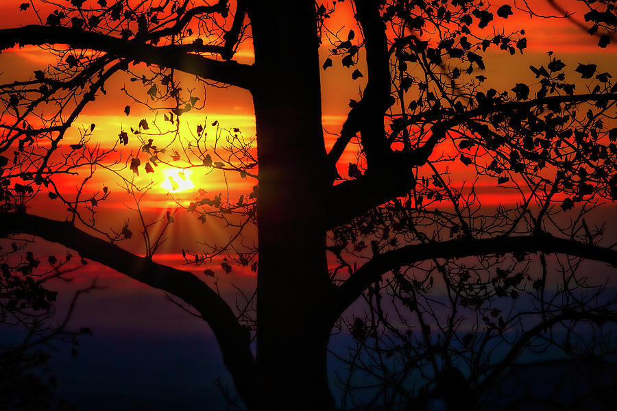 Autumn Silhouette Photograph by Dan Carmichael