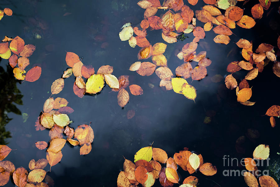 Autumn Silver Birch Leaves on Dark Water Photograph by Tim Gainey