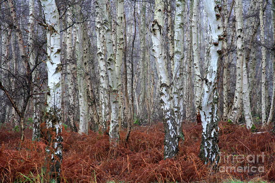 Silver birch  Forestry England