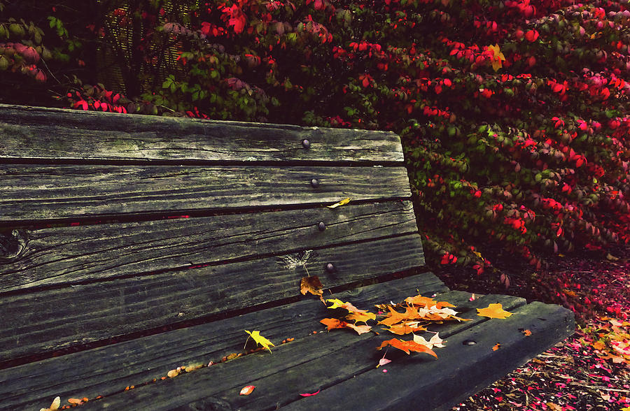 Autumn sits on the bench Photograph by Hyuntae Kim