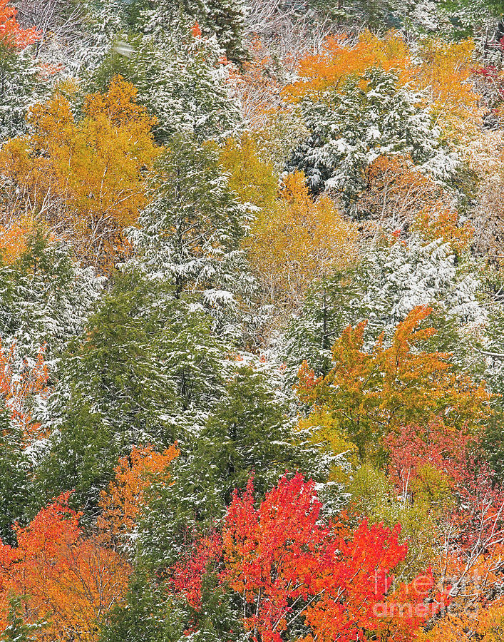 Michigan Autumn Snow and Colorful Trees Photograph by Mark Graf